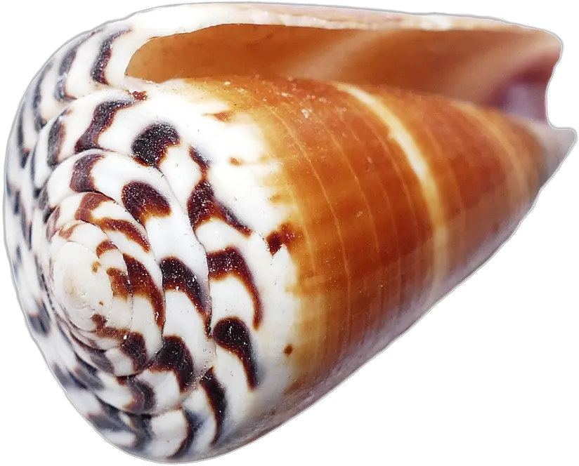 Seashell Shells Sea Free Photo On Pixabay Seashell Png Sea Shells Png