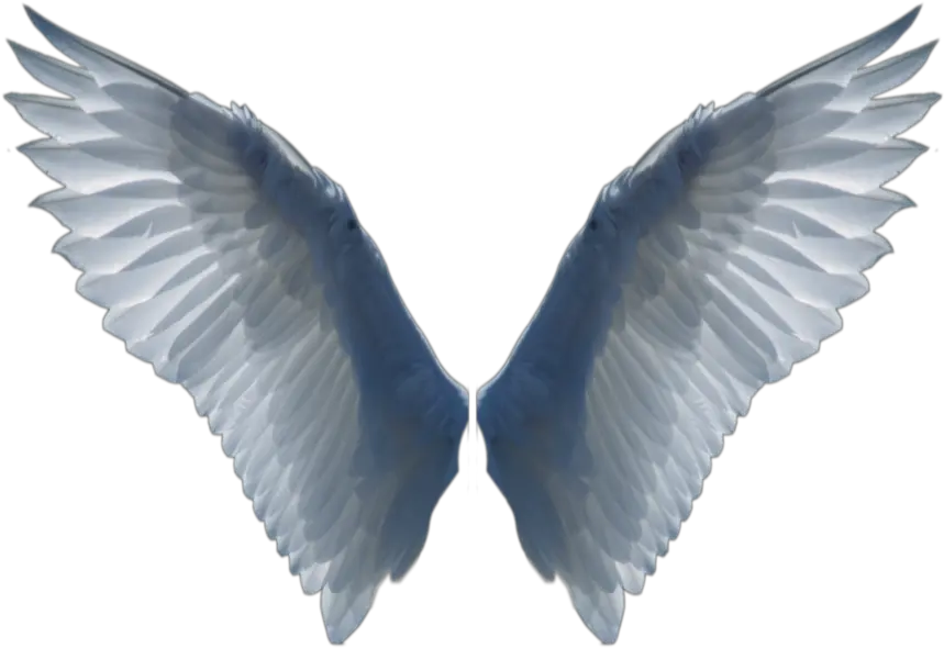 Download White Wings Png Image For Free Bird Wing Transparent Background Wing Png