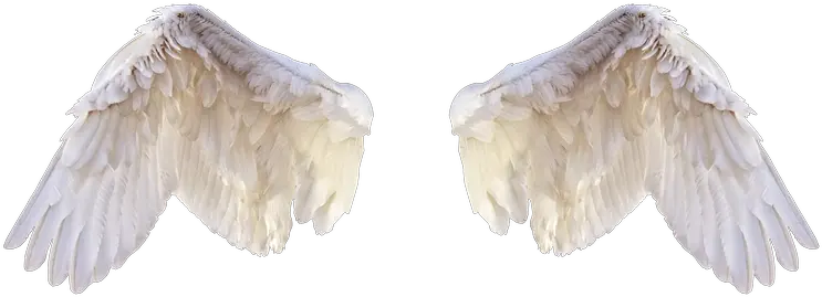 White Wings Png Pic Editing Bird Wings Png Wing Png