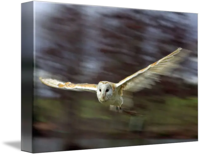 Barn Owl In Flight By Gordon Longmead Barn Owl Png Barn Owl Png