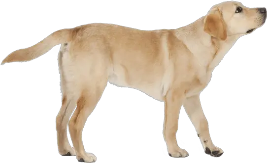 Labrador Retriever Golden Dog Labrador Png Yellow Lab Icon Png
