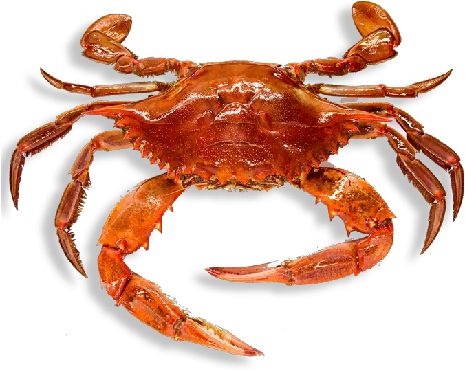 Crab High Quality Png Crab Png Crab Transparent Background