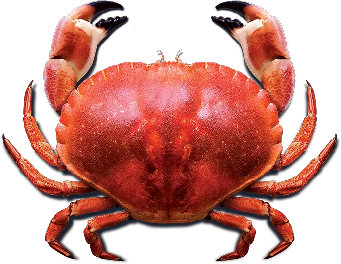 Crab Png Photo For Designing Projects Live Red Crab Crab Transparent Background