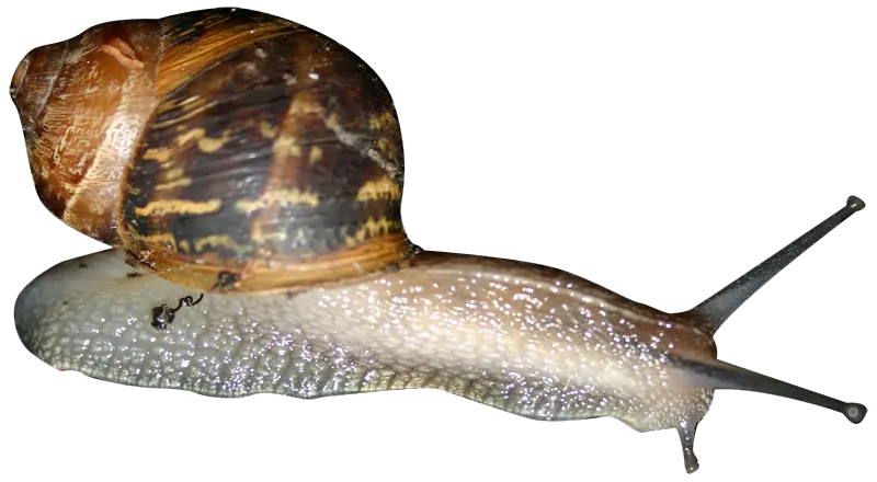 Download Snail Png Transparent Snail Clip Art Png Snail Png