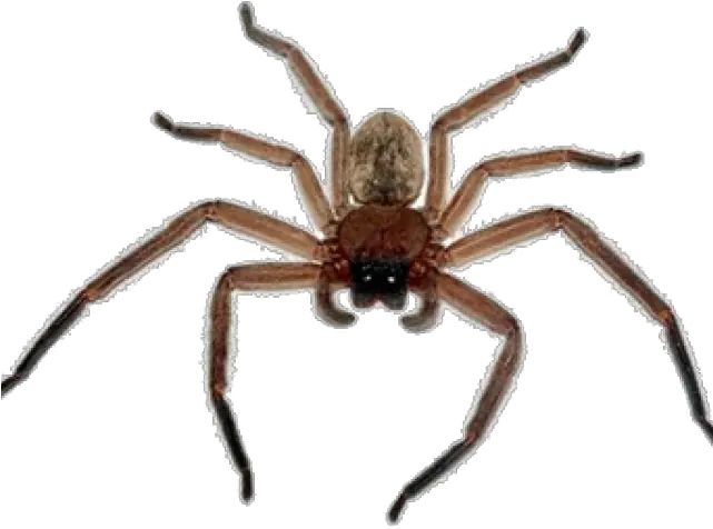 Spider Png Transparent Images 12 361 X 256 Webcomicmsnet Spider Transparent