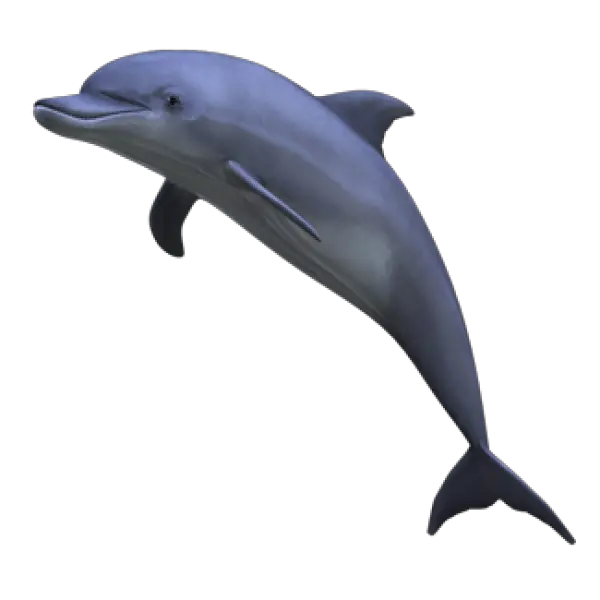 Dolphin Png Images Background Png Dolphin Dolphin Png