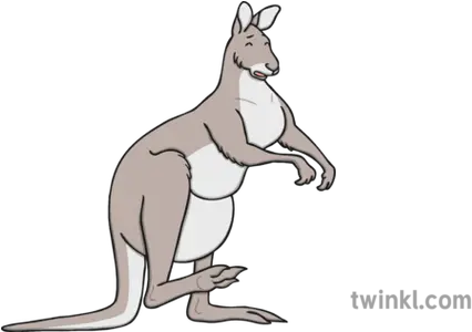 Injured Kangaroo Illustration Twinkl Kangaroo Png Kangaroo Png