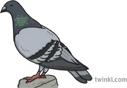 Pigeon Illustration Twinkl Rock Dove Png Pigeon Png