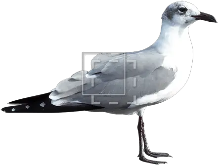 Seagull Immediate Entourage Laughing Gull Png Seagull Png