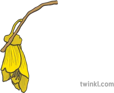 Kowhai Flower Illustration Twinkl Kowhai Flower Illustration Png Flower Illustration Png