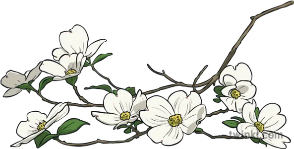 Flowering Dogwood North Carolina Symbols Blossom Usa Camomile Png Dogwood Png