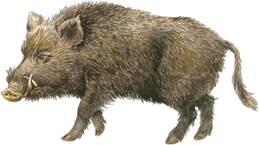 Free Png Boar Images Transparent 33226 Png Images Pngio Transparent Boar Png Hog Png