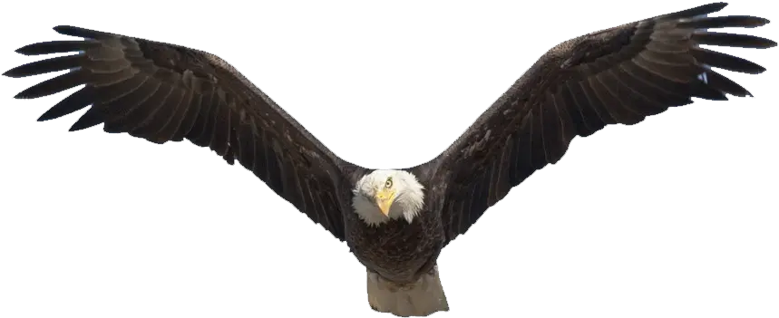 1200 X 735 25 Soaring Eagle Png Clipart Full Size Bald Eagle Migration Birds Golden Eagle Png