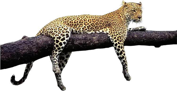 Wild Animals Png Transparent Animalspng Images Pluspng Wild Animals In Png Tiger Png