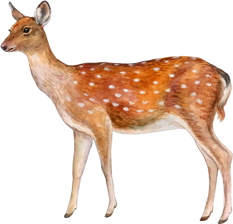 Download Deer Png Image Spotted Deer With White Background Transparent Background Deer Png Deer Png