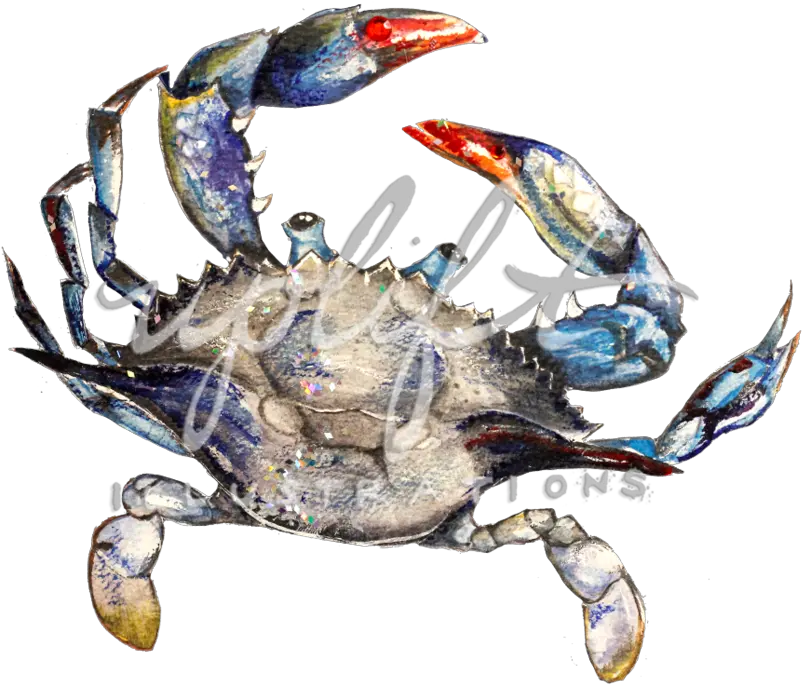 Uplift Illustrations Chesapeake Blue Crab Png Crab Png