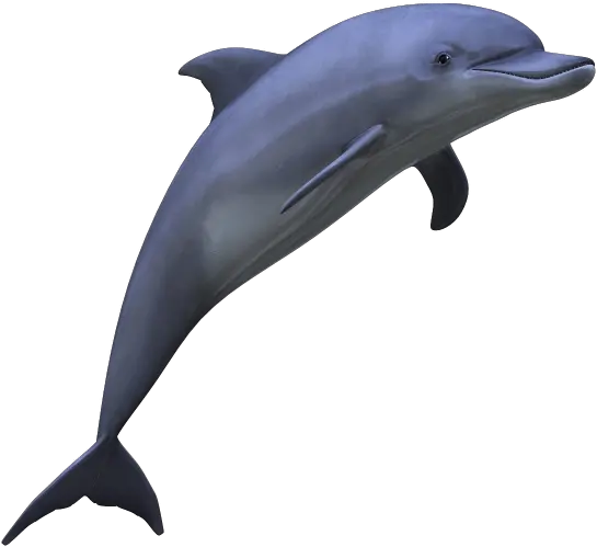 Dolphin Free Png Image Dolphin Png Fin Png