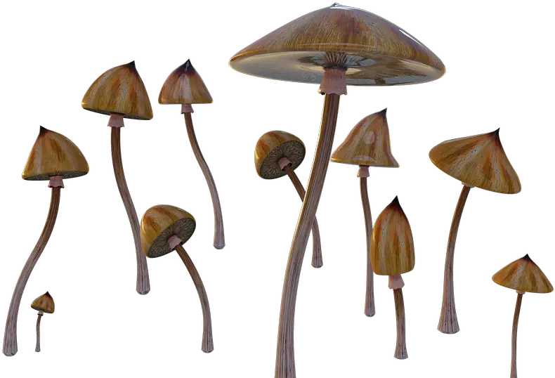 Mushrooms Psychedelic Cubensis Free Image On Pixabay Mushroom Transparent Background Psychedelic Png Mushroom Transparent Background
