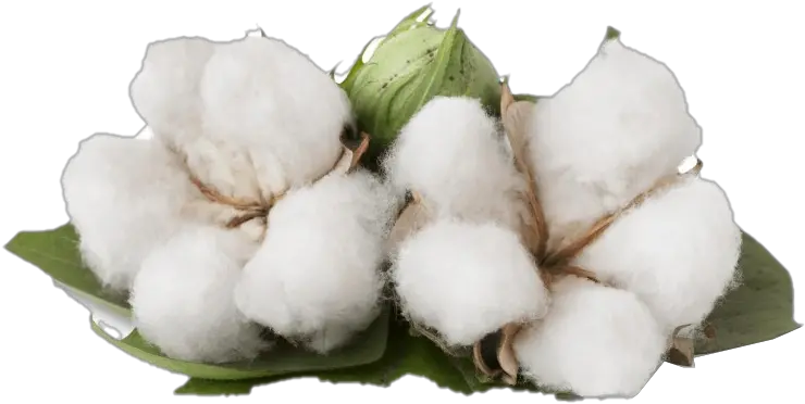 Png Images Transparent Background Benefits Of Cotton Plant Cotton Png