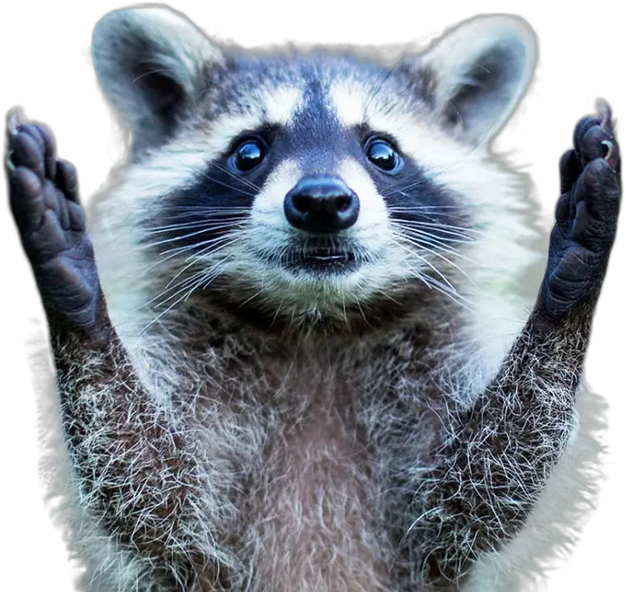 Png Image Raccoon With Arms Up Raccoon Transparent