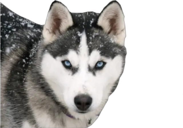 Husky Png Transparent Background Image Blue Eyed Husky Dog Husky Transparent