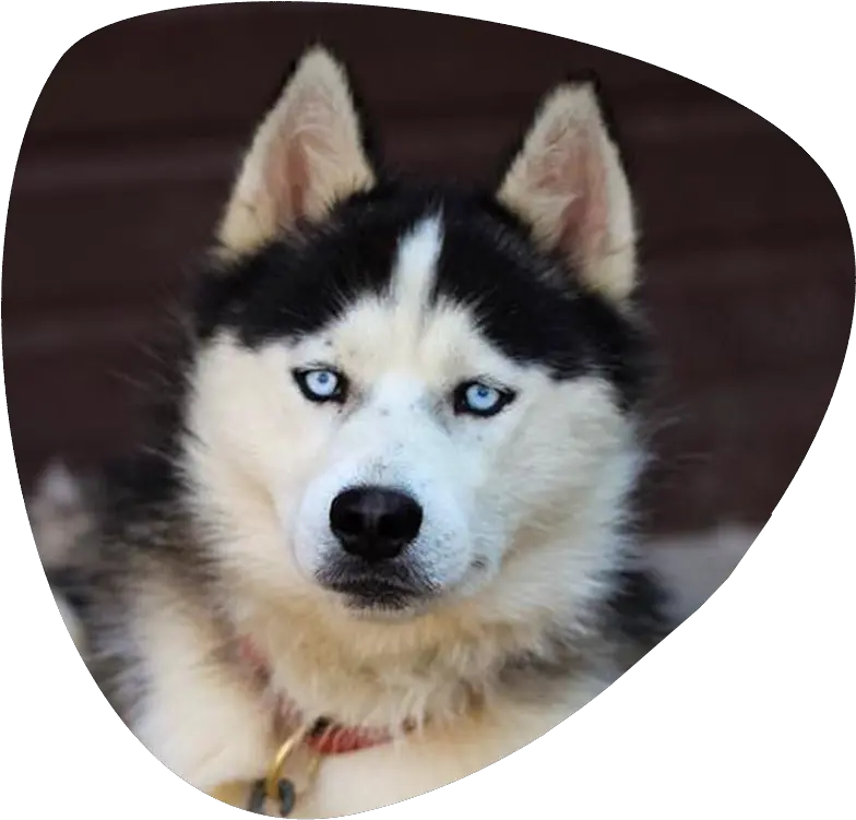 Siberian Huskies U2013 Huskyhaven Sakhalin Husky Png Husky Transparent