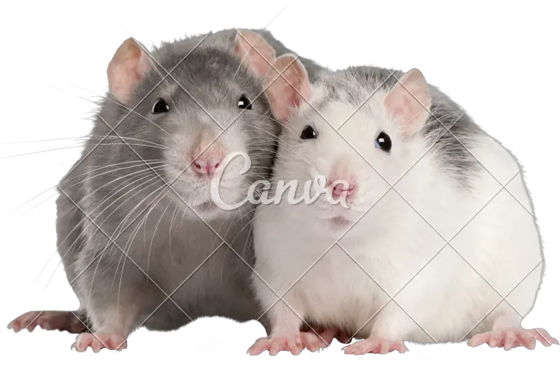 Download Hd Cute Pet Rats Two Rats Png Rat Png