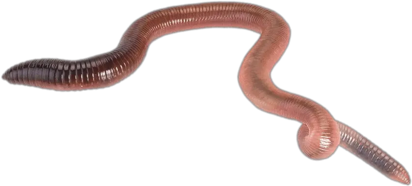 Earth Worm Transparent Png Stickpng Earthworm Sally Png Earth Transparent Background