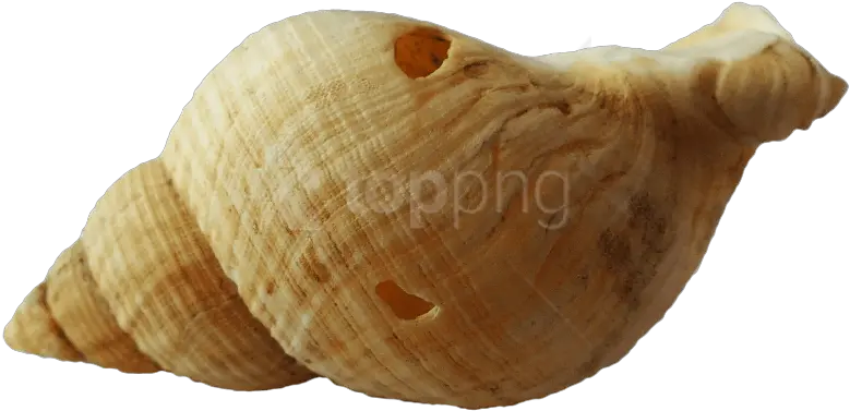 Download Hd Free Png Sea Ocean Shell Images Transparent Seashell Ocean Transparent Background