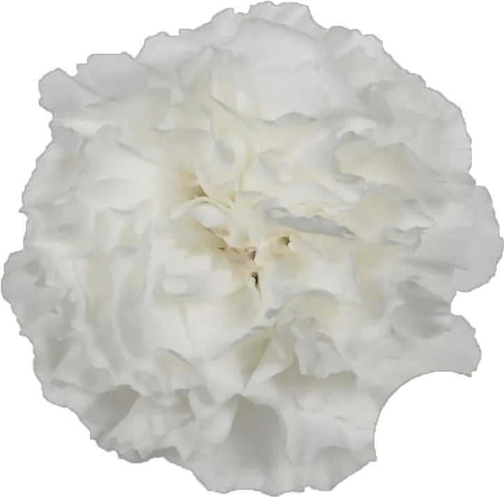 Moon Light Bright White Carnation Hydrangea Png Bright White Light Png