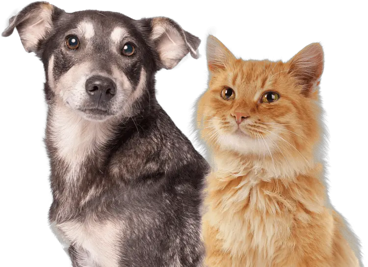 Pet Insurance Cover And Quotes Everypaw Oliver Kocúr Ktorý Zachránil Vianoce Png Platinum Cats Vs Dogs Icon