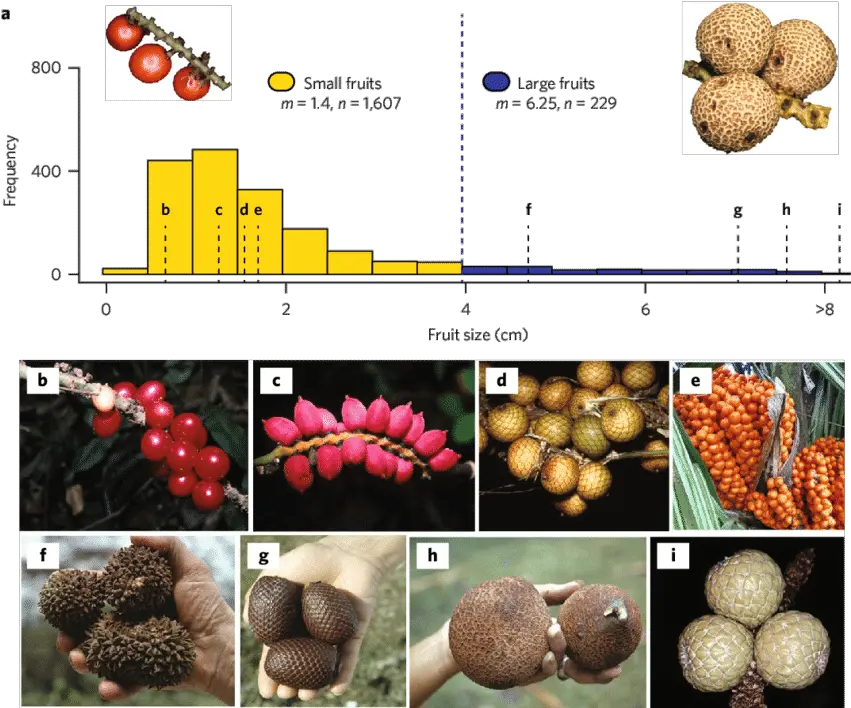 Global Variation In Palm Fruit Size A Sizes Of All Palm Fruit Size Png Fruits Transparent