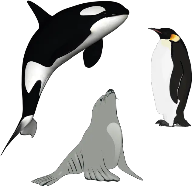 Killer Whaledownloadpng Polrec Orca With White Background Killer Png