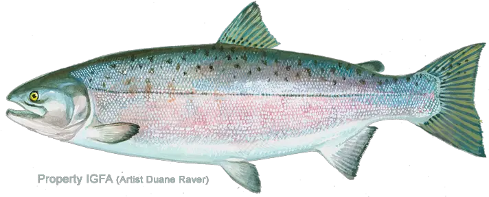 International Game Fish Association Rainbow Trout Png Salmon Transparent