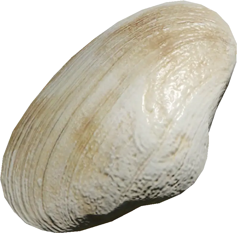 Clam Baltic Macoma Png Clam Png