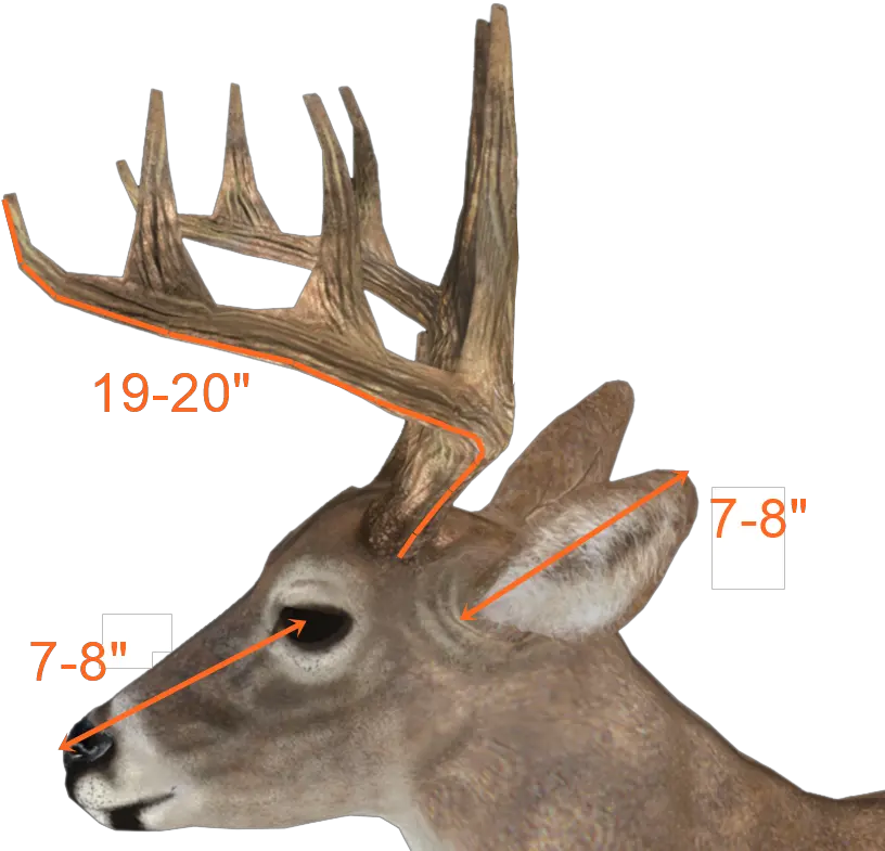 Download Deer Antlers Side View Hd Png Uokplrs Deer Antlers Side View Deer Antler Png