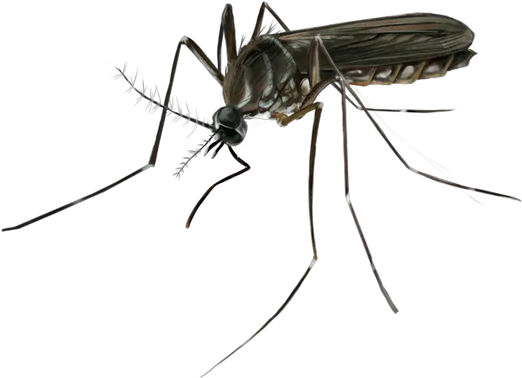 Download Thank You Mosquito Full Size Png Image Pngkit Mosquito Mosquito Transparent Background