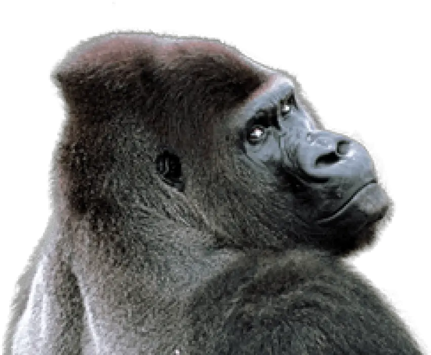 Free Png Gorilla Images Transparent Gorilla Transparent Png Gorilla Png