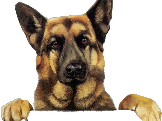 German Shepherd Dog Png Image Hd All Dog Images Hd Png Dogs Png