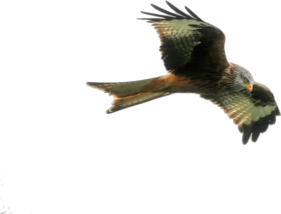 Hawk Png Image Purepng Free Transparent Cc0 Png Image If U Fly Like An Eagle Parrot Transparent Background