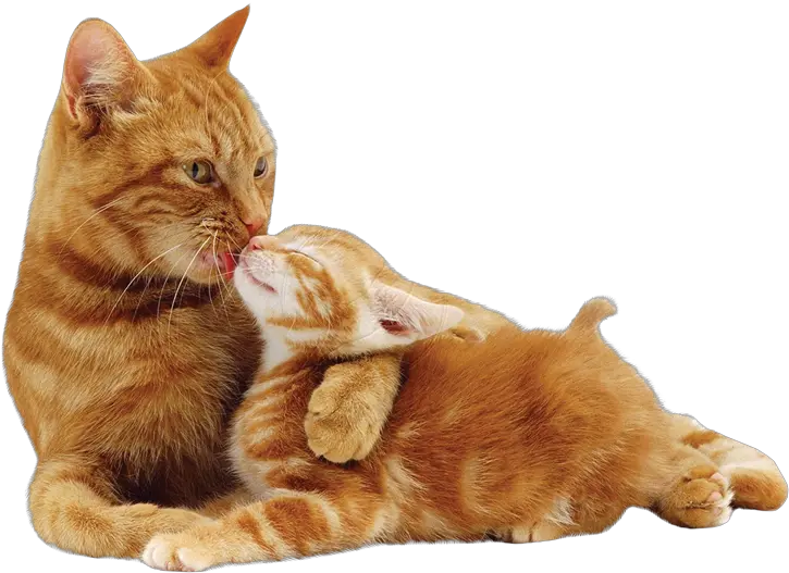 Cat05 E1410819827232png 800566 Cats Cat Background Mother Cat Licking Kittens Orange Cat Png