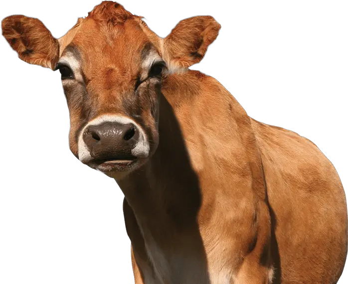 Download Meet The Jersey Cows Of Promised Land Dairy In Our Promised Land Jersey Cows Png Cow Emoji Png