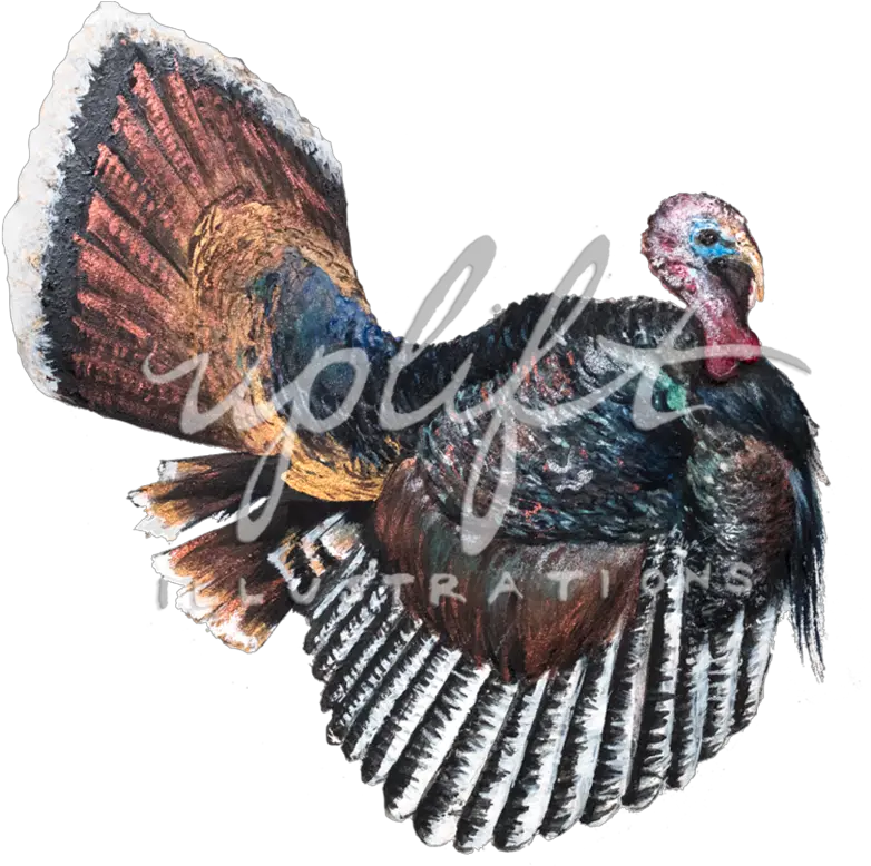 Uplift Illustrations Wild Turkey Png Turkey Png