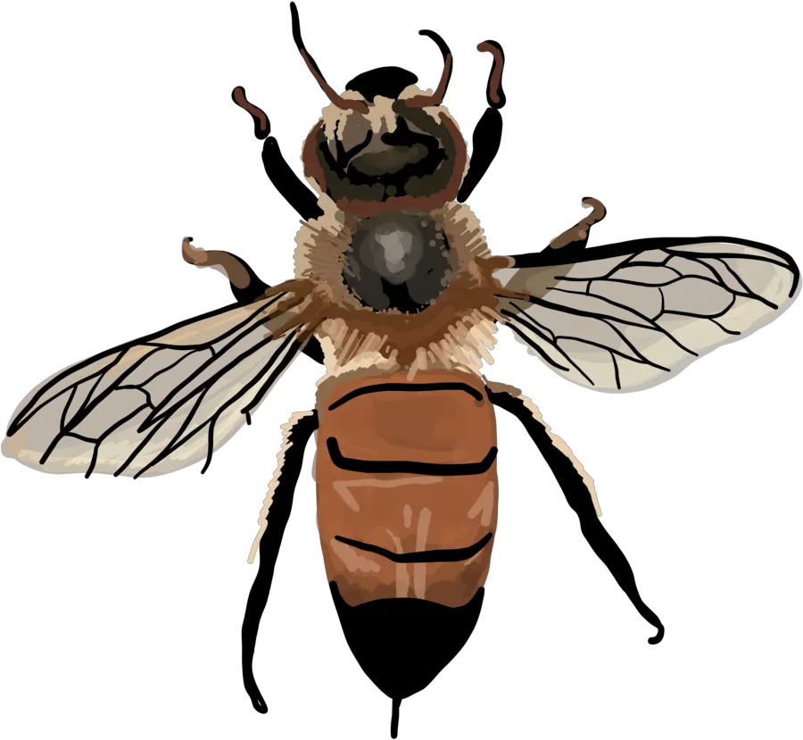 Apis Mellifera Vintage Honey Bee Clipart Full Size Png Apis Mellifera Clip Art Bee Clipart Png