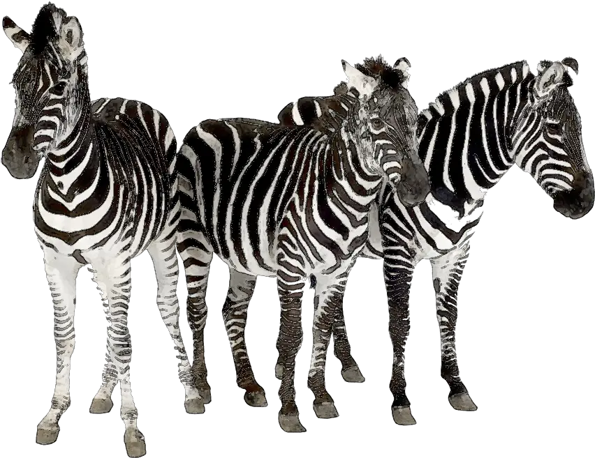 Download Zebra Clipart Herd Zebras Herd Of Zebra Png Zebra Transparent Background