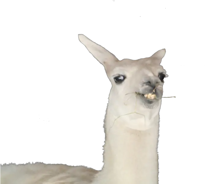 Meme Llama Png Picture Freeuse Download Transparent Llama Png Llama Png