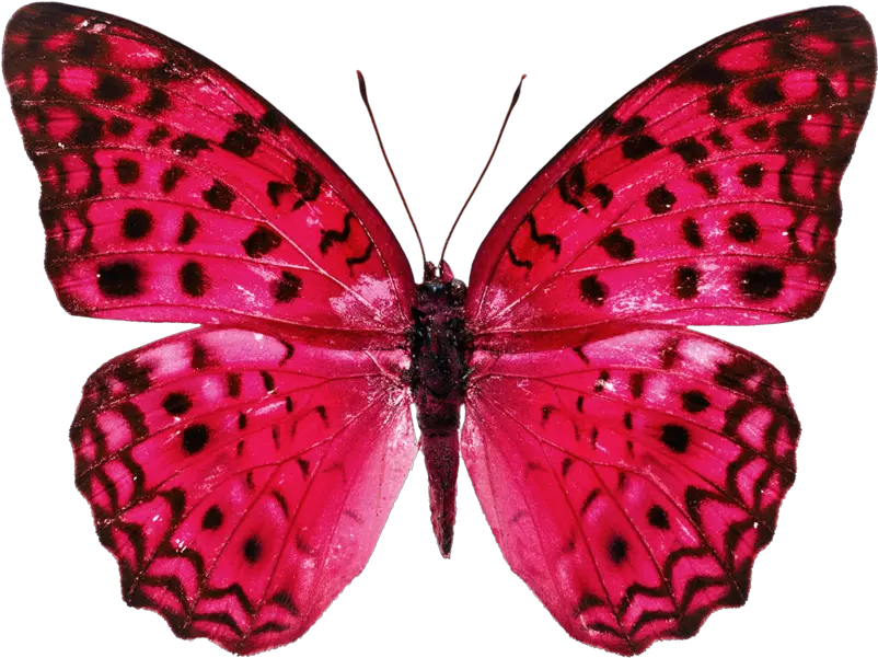 Pretty Butterfly Beautiful Real Butterfly Png Butterfly Png