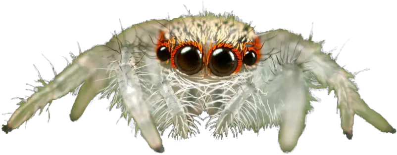 Jumping Spider Transparent Background Jumping Spider Png Spider Transparent
