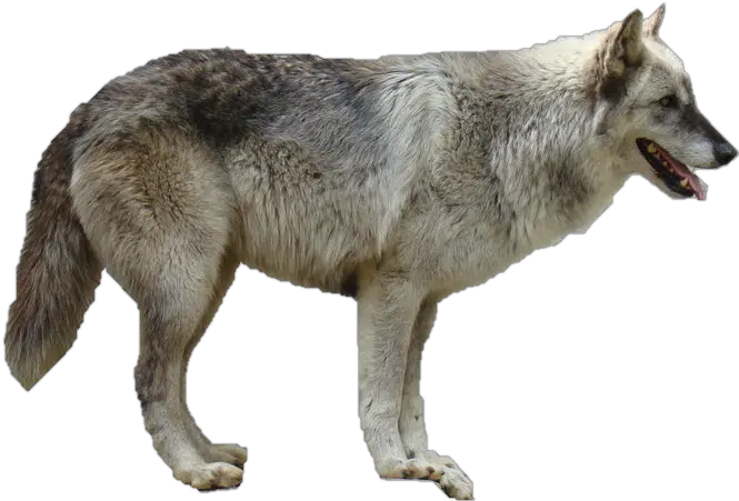 Grey Wolf Transparent Png Wolf Png No Background Wolf Transparent