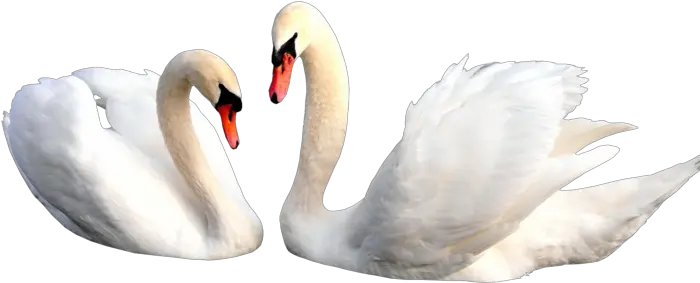 Swan Png Alpha Channel Clipart Images Pictures With